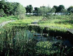 池の画像3