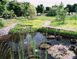 池の画像6
