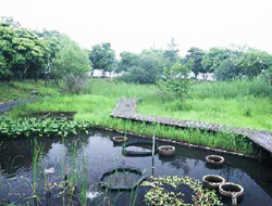 池の画像7