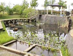 池の画像8