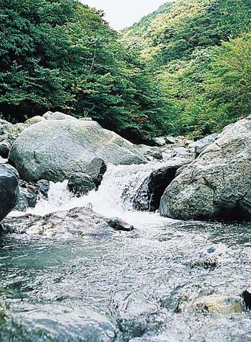 寄中津川の清流の画像