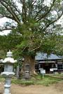 町指定　篠本新善光寺の榧の木の画像