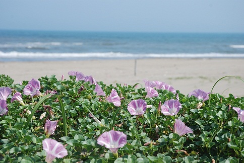 木戸浜海岸の画像