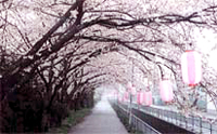 写真：桜並木