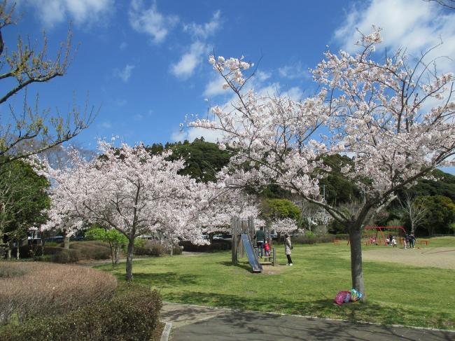 ふれあい坂田池公園の梅の写真