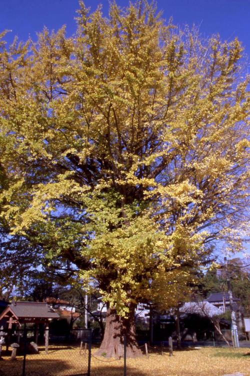 大銀杏の木の写真