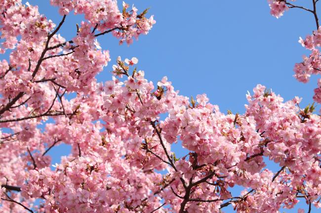 桜の花の写真