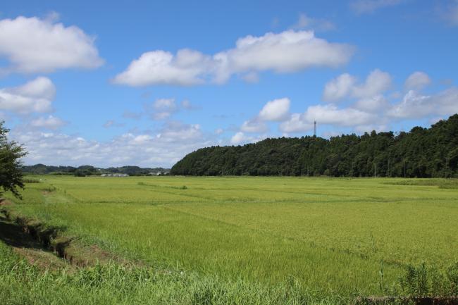 田園風景の写真