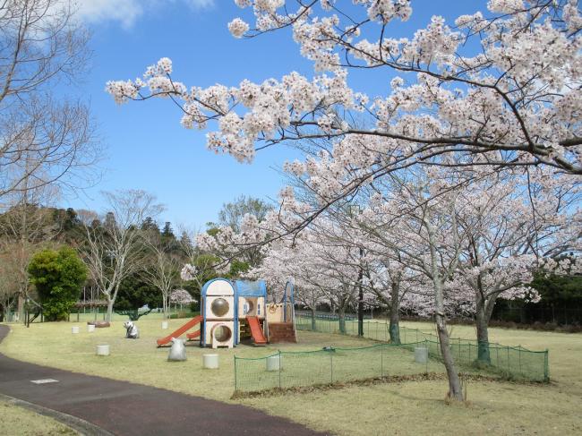 光スポーツ公園の桜の写真