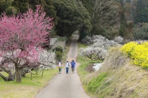 坂田城跡梅林