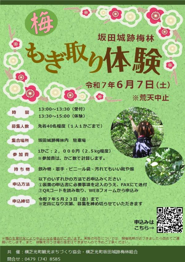 坂田城跡梅林梅もぎ取り体験チラシ