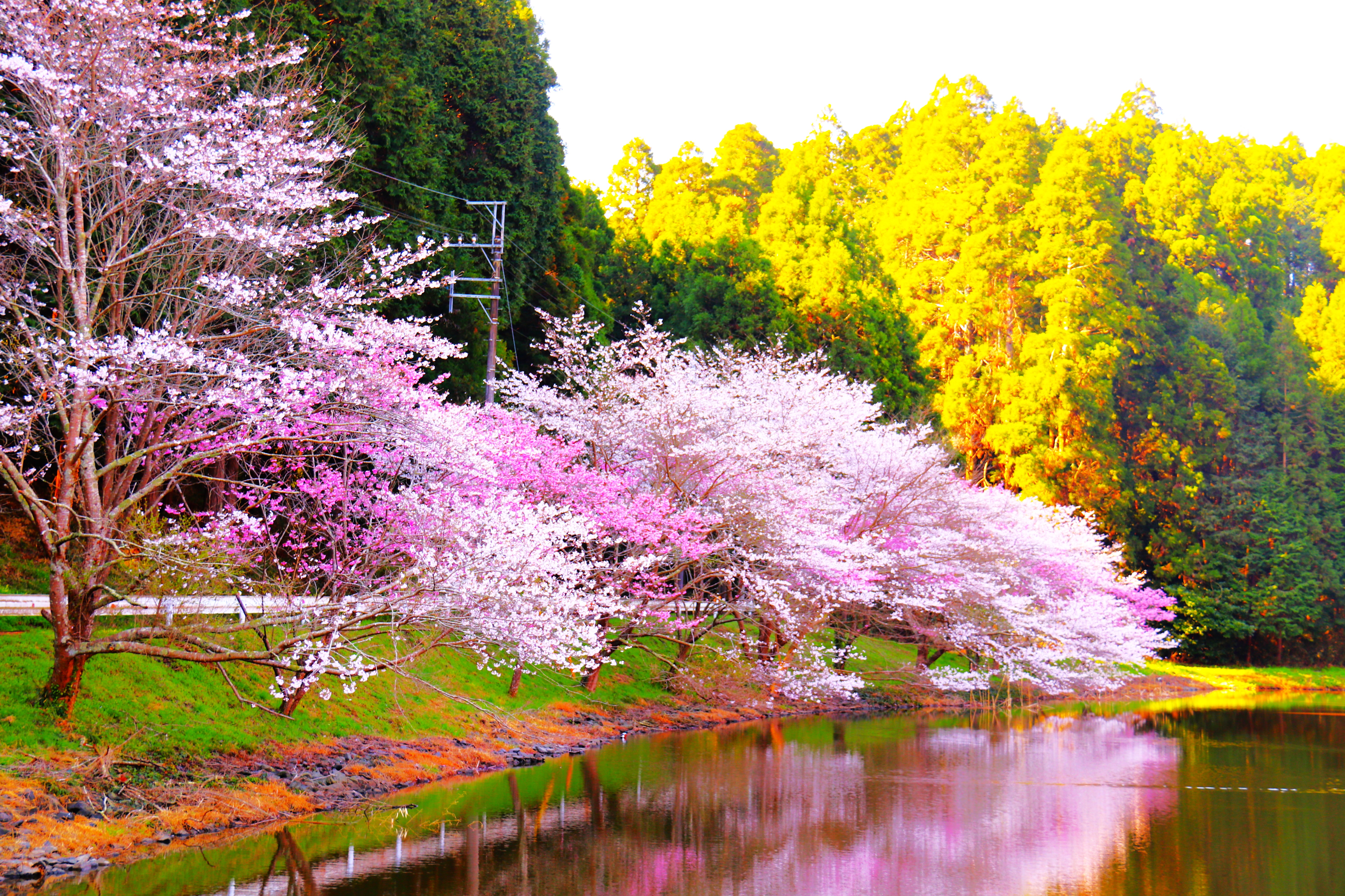トップページスライド(4)桜
